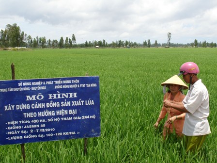 'Nhường' gạo phẩm cấp cao cho nước ngoài ảnh 1